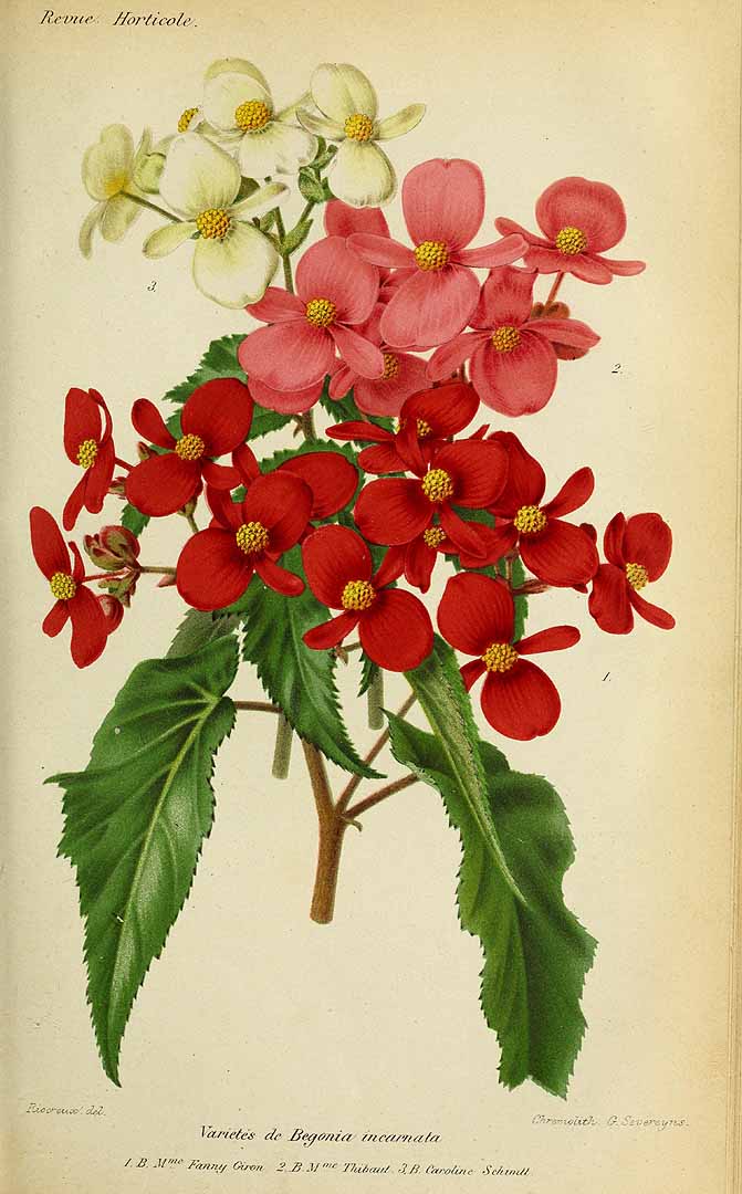 B. ‘Incarnata Caroline Schmitt’